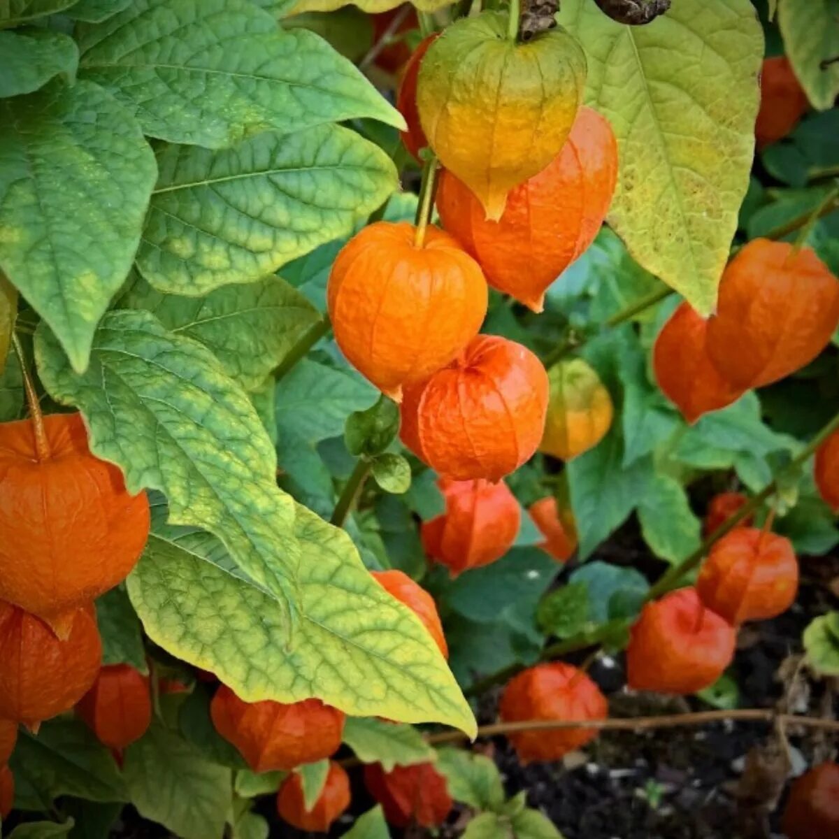 Растение физалис фото как выглядит Hardy perennial Physalis lantern on Thursd Ornamental plants, Chinese lanterns, 