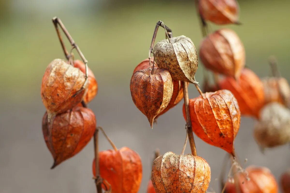 Растение физалис фото как выглядит Free Images : nature, leaf, flower, orange, food, lantern, red, produce, autumn,