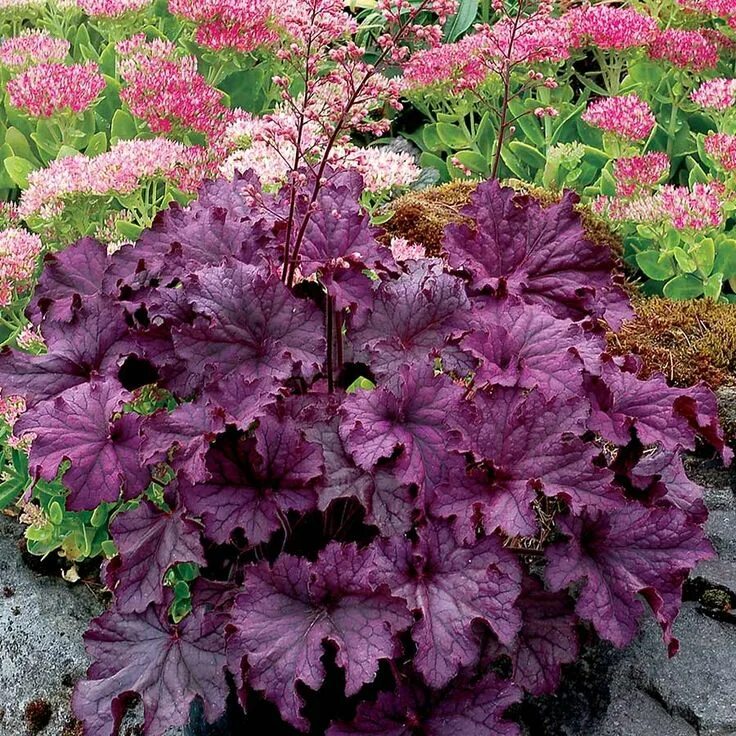 Растение гейхера посадка и уход фото Heuchera GRANDE ™ Amethyst in 2024 Heuchera, Perennials, Plant breeding