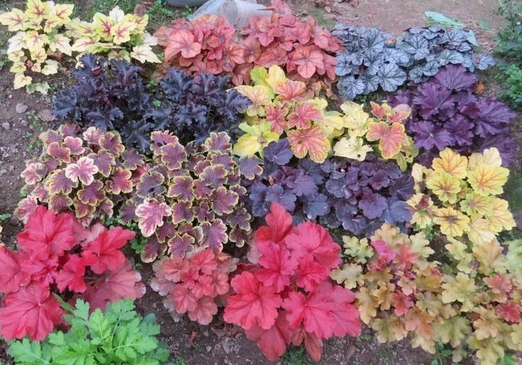 Растение гейхера посадка и уход фото гейхеры, гейхереллы Purple plants, Heuchera, Plants