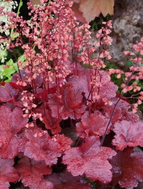 Растение гейхера посадка и уход фото Гейхера Черри кола (Heuchera Cherry cola) (контейнер p7) 1-год купить в интернет