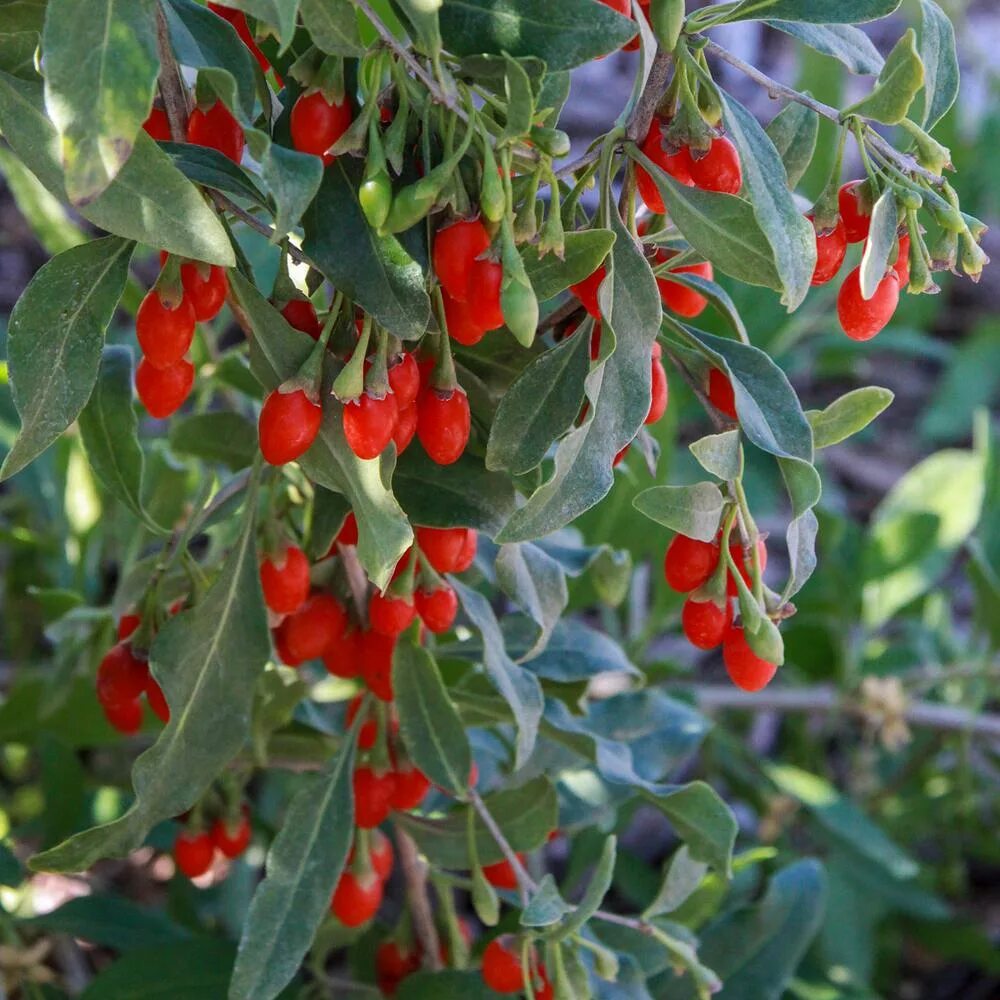 Растение годжи фото как выглядит Non-Organic - Goji Berry - None Listed - Plants & Garden Flowers - Garden Center