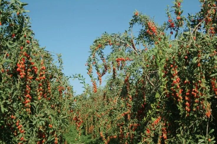 Растение годжи фото как выглядит Piante di Goji (Goji plants) Goji berries plant, Plants, Goji berries