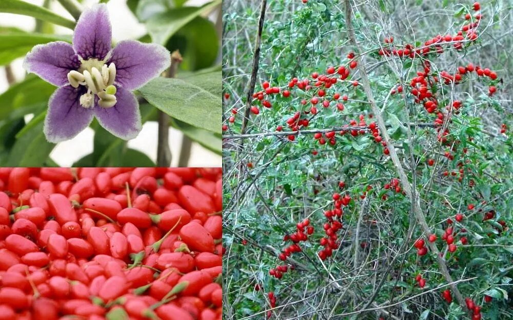 Растение годжи фото как выглядит Lycium Barbarum Red Goji Wolf Berry Seeds Fair Dinkum Seeds Plants, Heirloom see