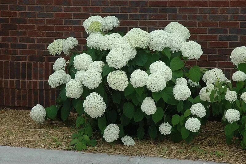 Растение гортензия фото Купить Гортензия древовидная 'Инкредибл' / Hydrangea arborescens 'Incrediball' с