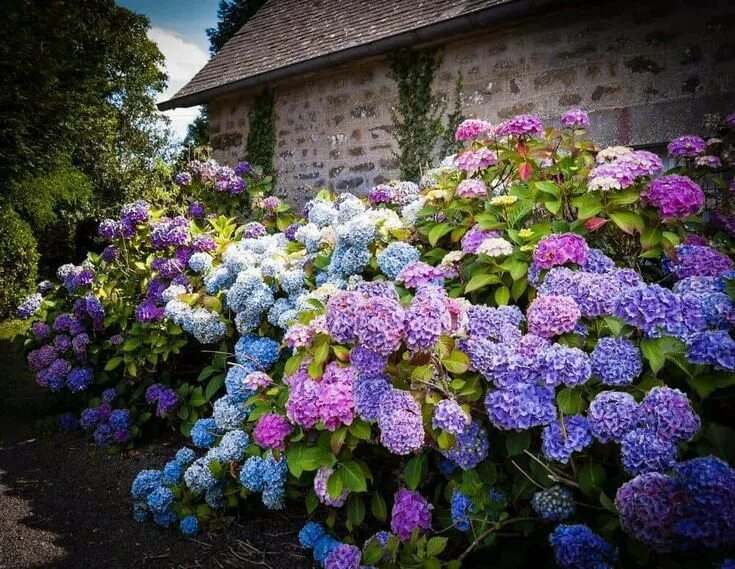 Растение гортензия фото Hydrangea: My Five Favorites Four Seasons Garden Center Flower garden pictures, 