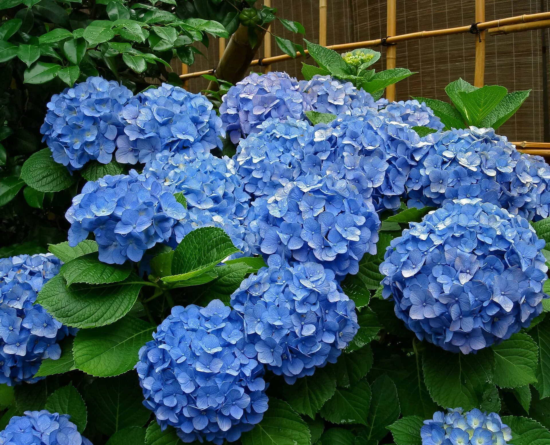 Растение гортензия фото Big-leaf Hydrangea - In Tennōji, Osaka, Japan; Photo by:Laitche Paisajismo con h