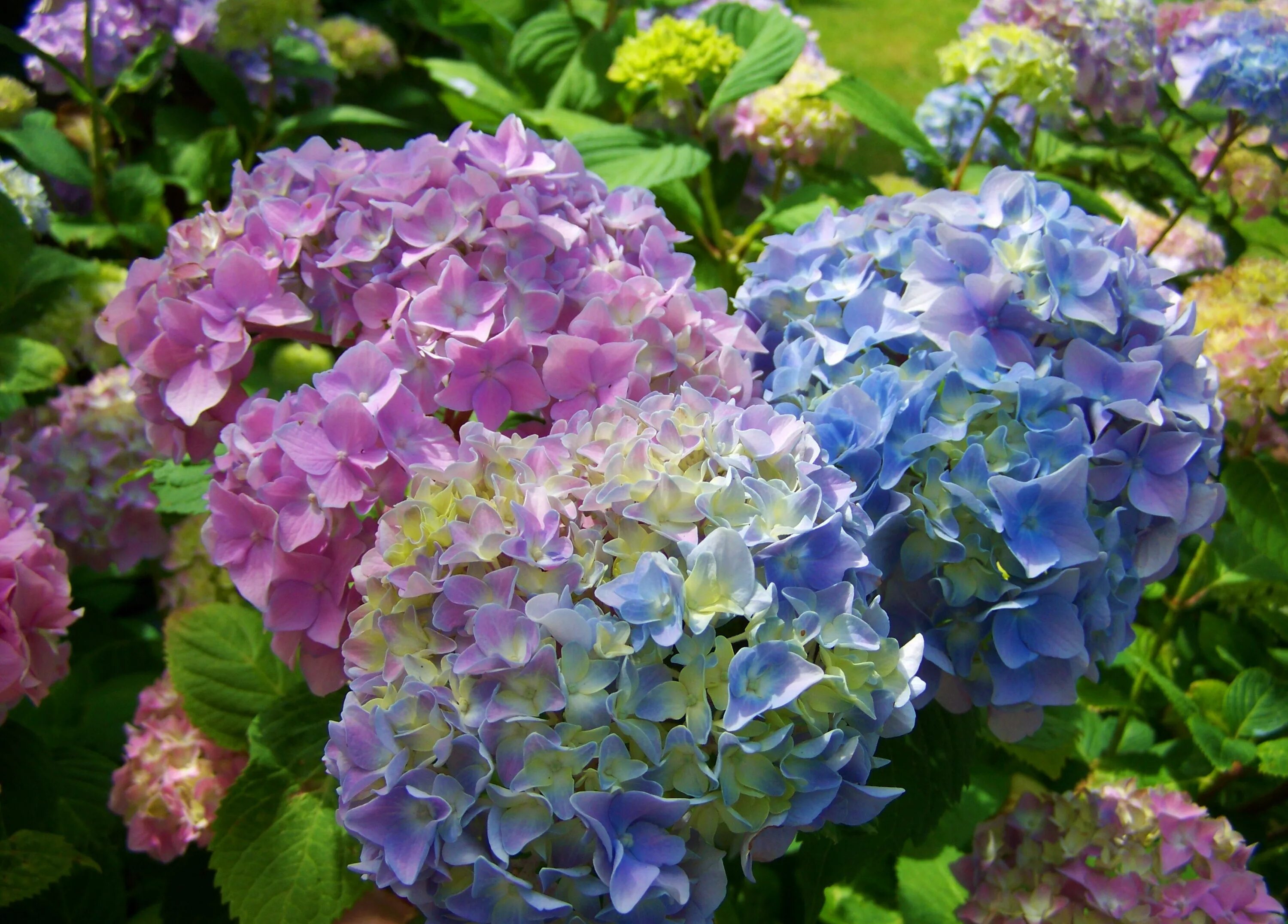 Растение гортензия фото Free Images : pink, flower garden, flowering plant, light blue, hydrangeaceae, c