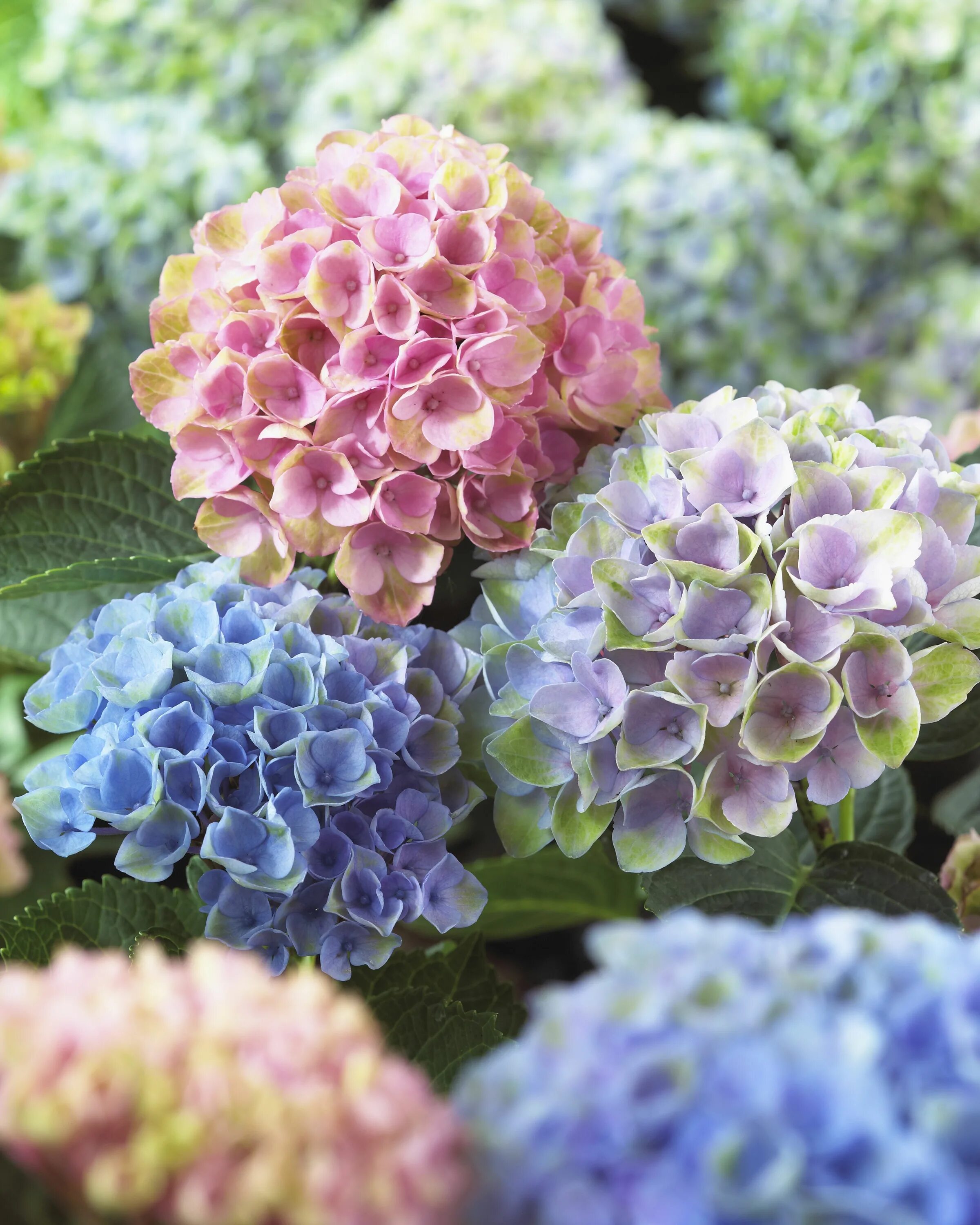 Растение гортензия фото The Best Types of Hydrangeas to Grow in Your Garden 開 花 低 木, 花 の 植 え 付 け, 多 年 草