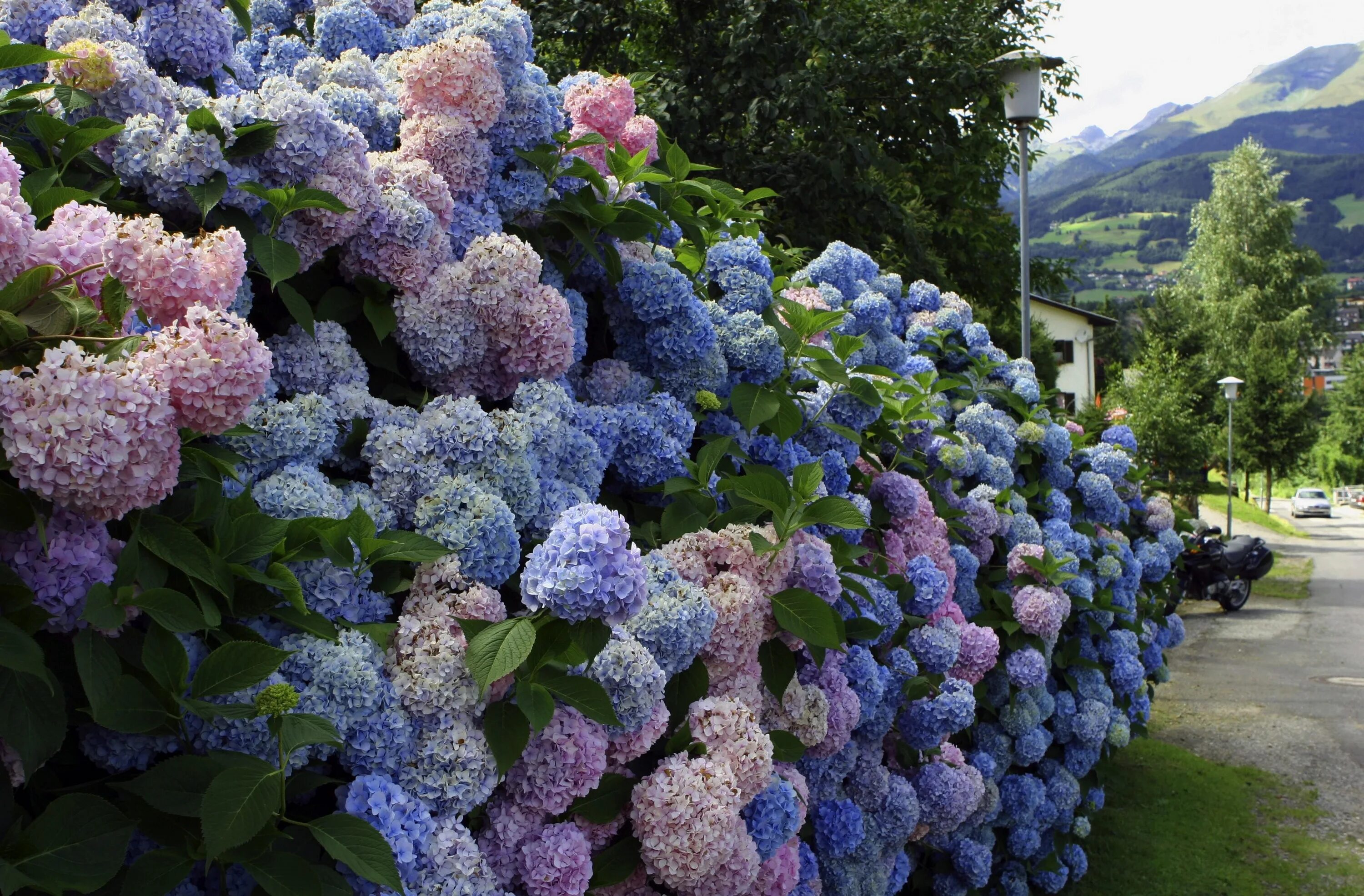 Растение гортензия фото Wallpaper : garden, wall, green, hydrangea, flower, land plant, flowering plant,