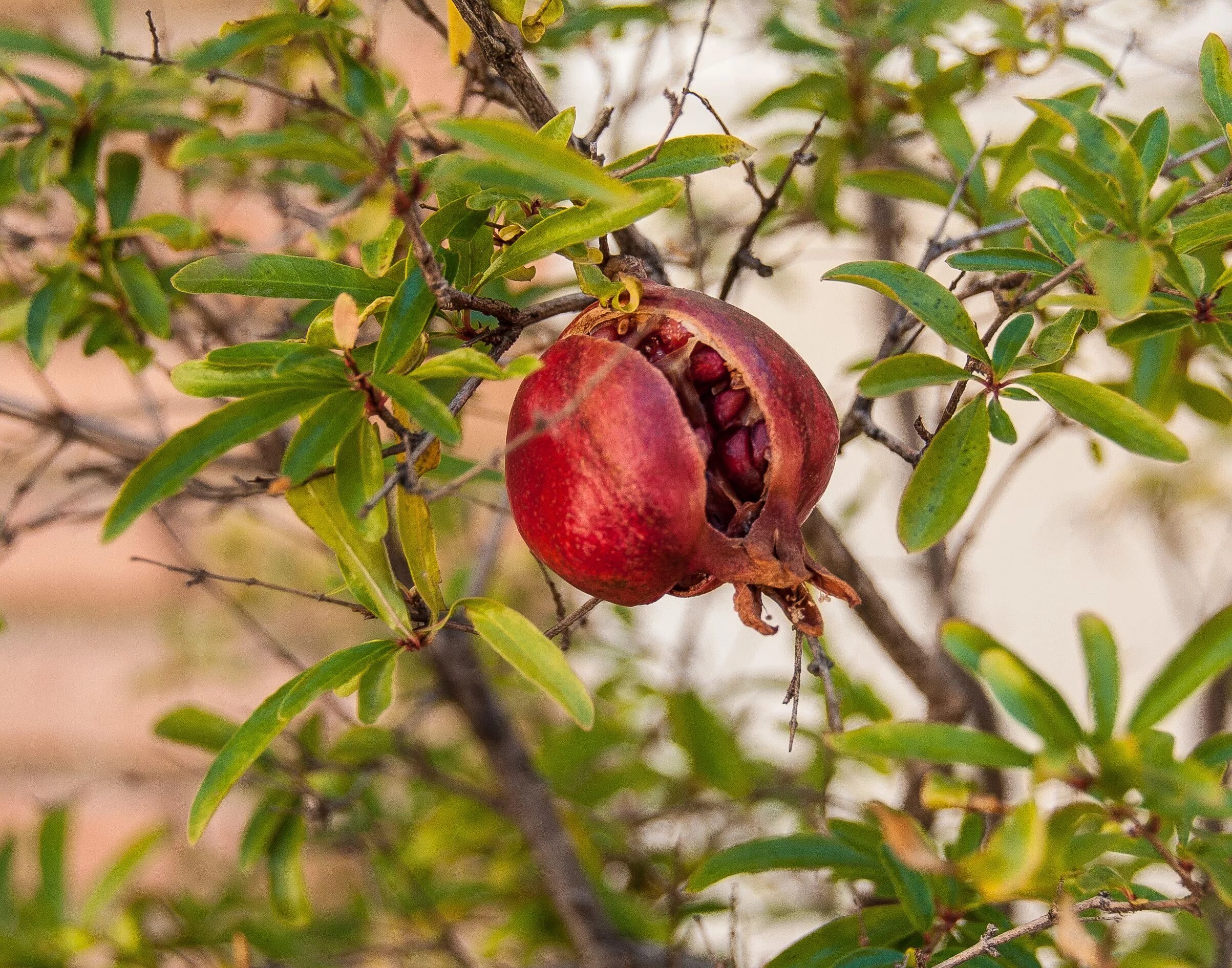 Растение граната как выглядит Лопнувший плод граната - символ Гранады.Фото. Pomegranate art, Pomegranate, Frui