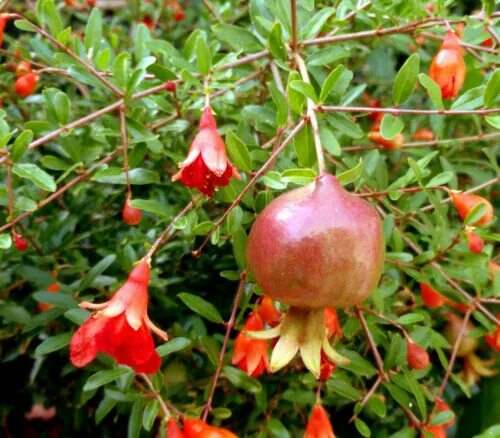 Растение граната как выглядит 10 unrooted wood cuttings from our pomegranate tree also very good for Bonsai eB