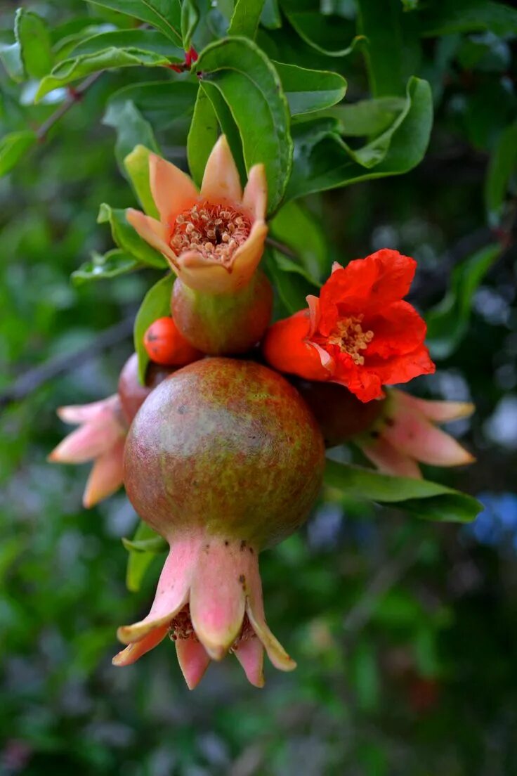 Растение граната как выглядит Pin by Ilana Lesin on ROGELIO OJEDA Edible flowers, Fruit painting, Fruit plants