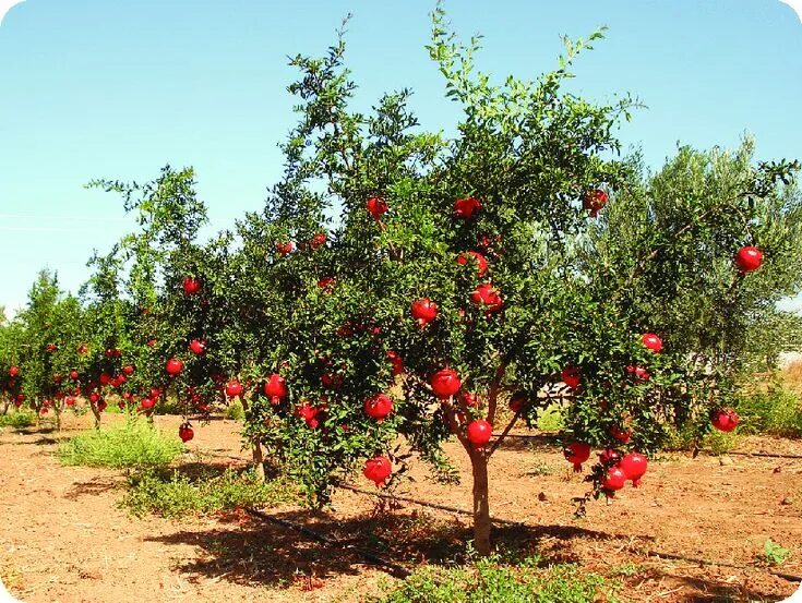 Растение граната как выглядит Image result for pomegranate tree Fruit garden, Small yard vegetable garden idea