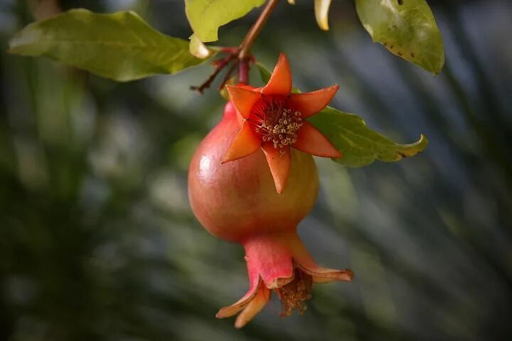 Растение граната как выглядит Pomegranate Blossom - Free photo on Pixabay Pomegranate, Pomegranate fruit, Frui