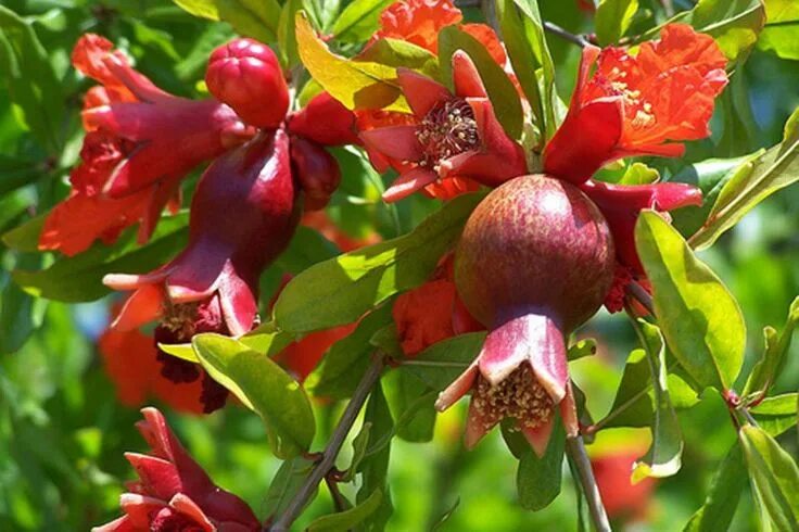 Растение граната как выглядит Гранат и цветок граната Pomegranate, Fruit plants, Pomegranate fruit