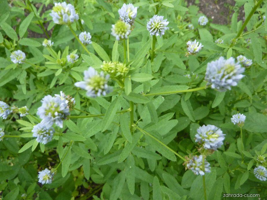 Растение хмели сунели как выглядит фото Pískavice modrá (Trigonella caerulea) Zahrada-cs.com