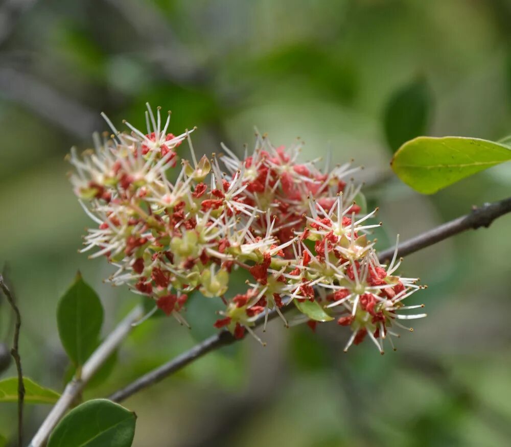 Растение хна как выглядит фото Henna - Lawsonia inermis - Seeds