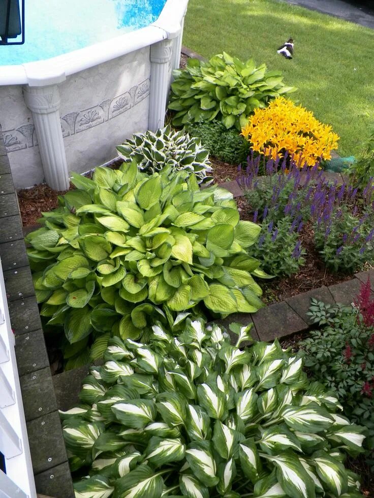 Растение хоста на дачных участках фото Love my hostas in the summer Diy landscaping, Front yard landscaping, Front yard