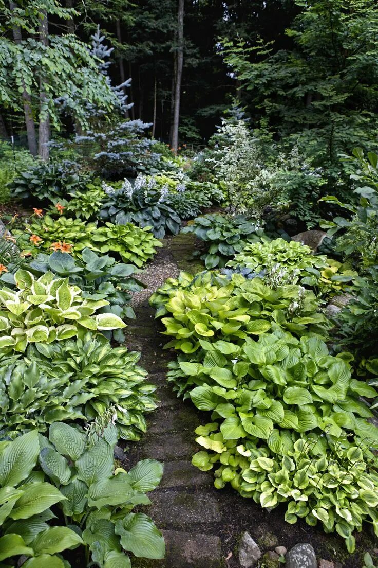 Растение хоста на дачных участках фото Lining a rustic woodland path with mixed hosta borders creates two flowing ribbo