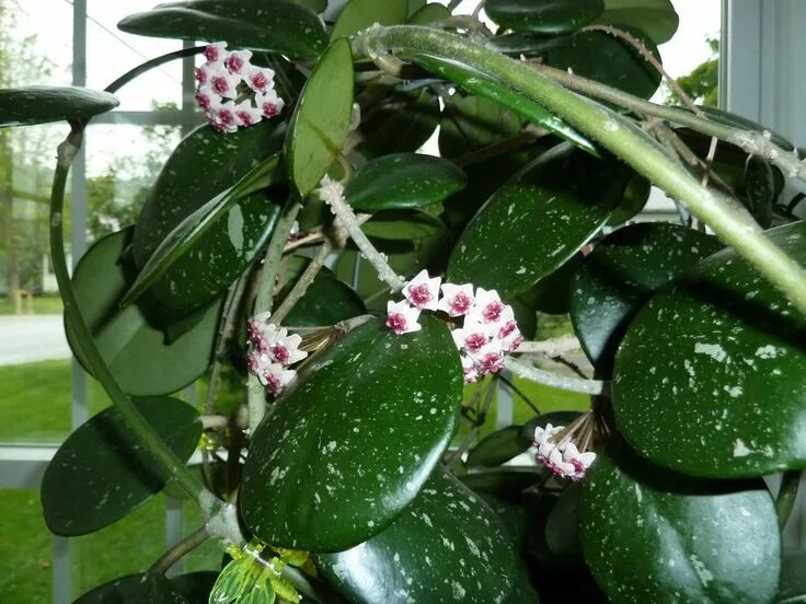 Растение хойя фото уход в домашних Hoya obovata Hoya plants, Hoya obovata, House plants