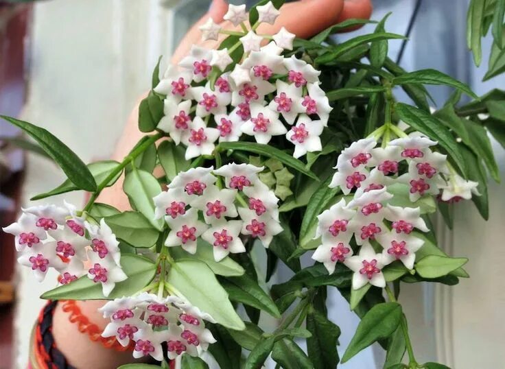 Растение хойя фото уход в домашних LIMITED Hoya Bella Hoya Hanging Pot Miniature Wax Plant House Plant Hanging Vine