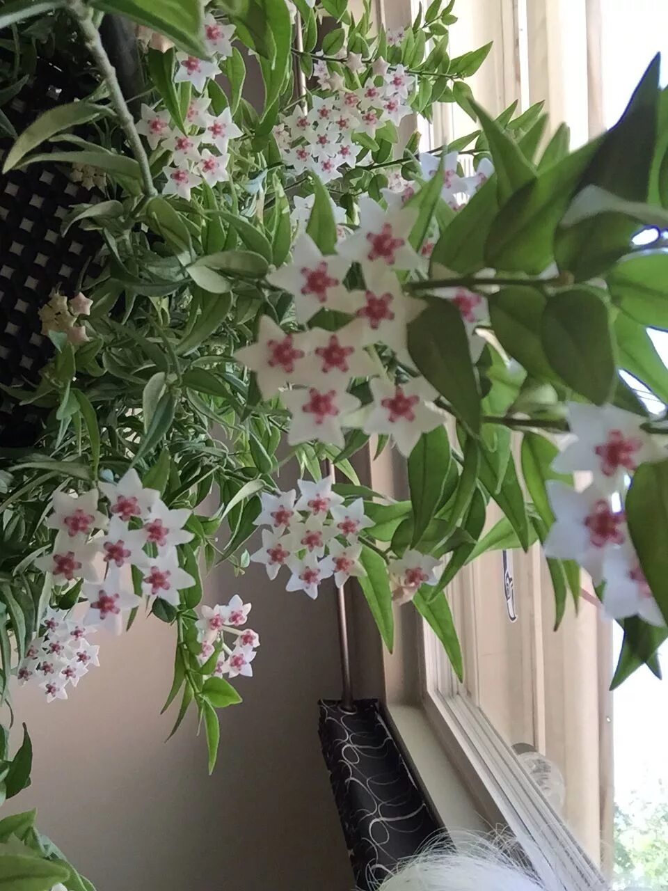 Растение хойя фото уход в домашних Mary's Hoya Bella Hoya plants, Indoor flowers, House plants