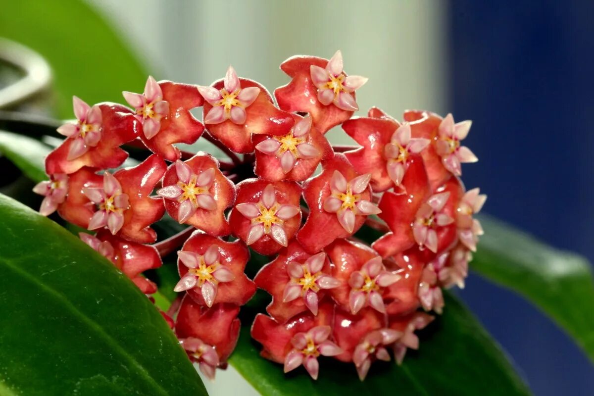 Растение хойя фото уход в домашних H. ilagiorum (Just the Flowers Ma’am!) Vermont Hoyas