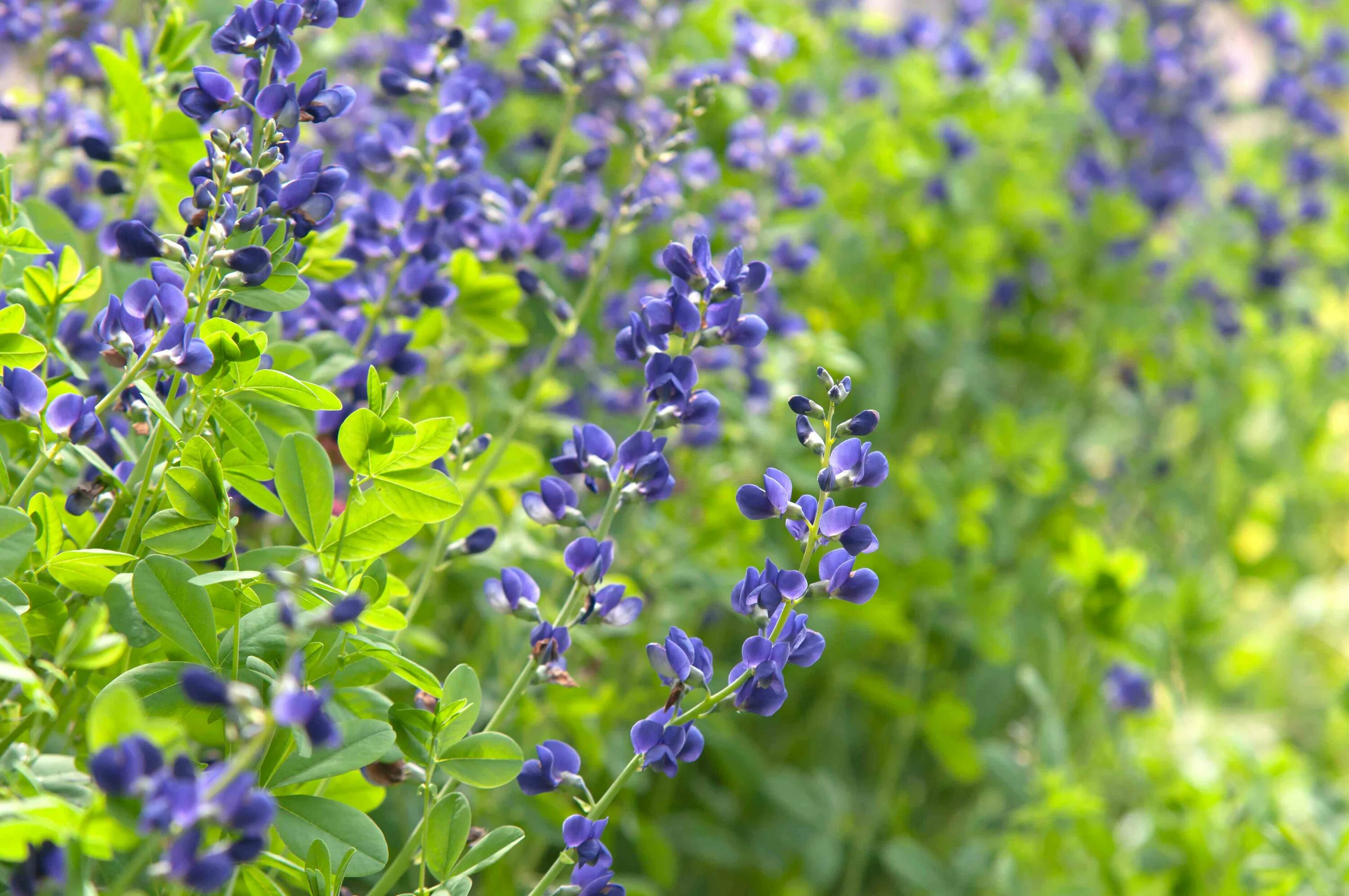 Растение индиго как выглядит How to Grow and Care for False Indigo (Wild Indigo)