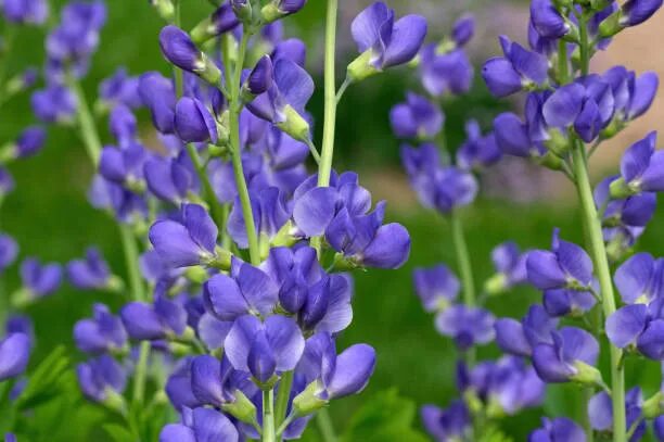 Растение индиго как выглядит 430+ Baptisia Tinctoria Fotografías de stock, fotos e imágenes libres de derecho