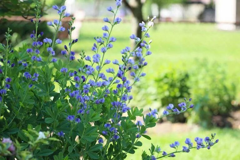 Растение индиго как выглядит 17 Blue Perennials for your Garden - Garden Lovers Club Perennials, Ground cover