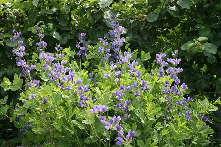 Растение индиго как выглядит Baptisia australis - Wikipedia. Wild indigo. Blue false indigo. Purple perennial