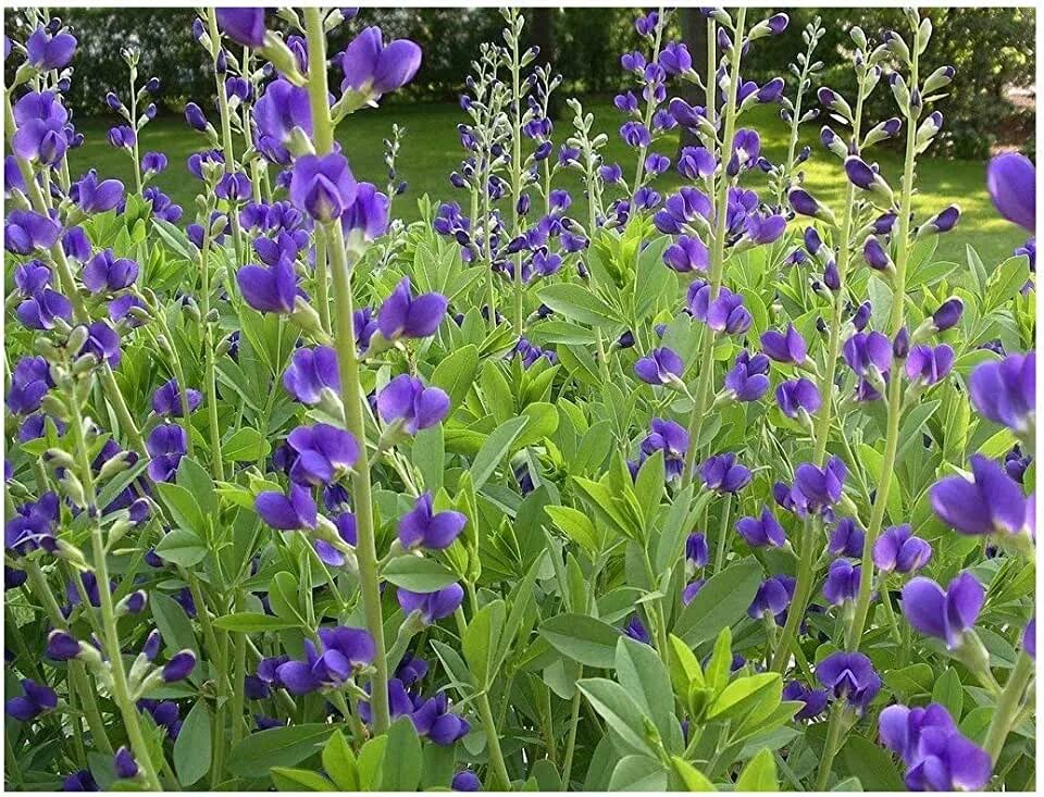 Растение индиго как выглядит Amazon.com: Baptisia Plant