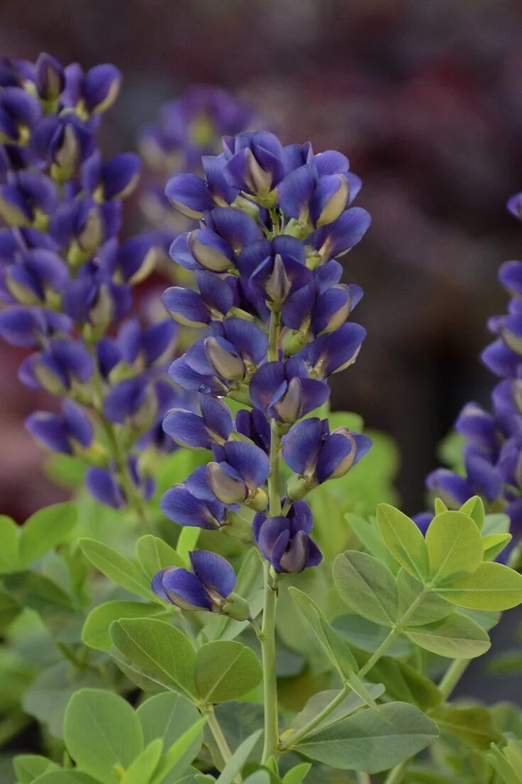 Растение индиго как выглядит Decadence ® 'Sparkling Sapphires' - False Indigo - Baptisia hybrid Plants, Trees