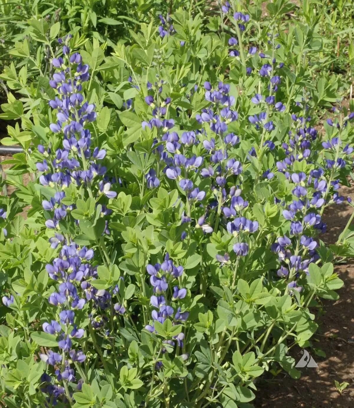 Растение индиго как выглядит Blue Wild Indigo (Baptisia australis) Applewood Seed Company