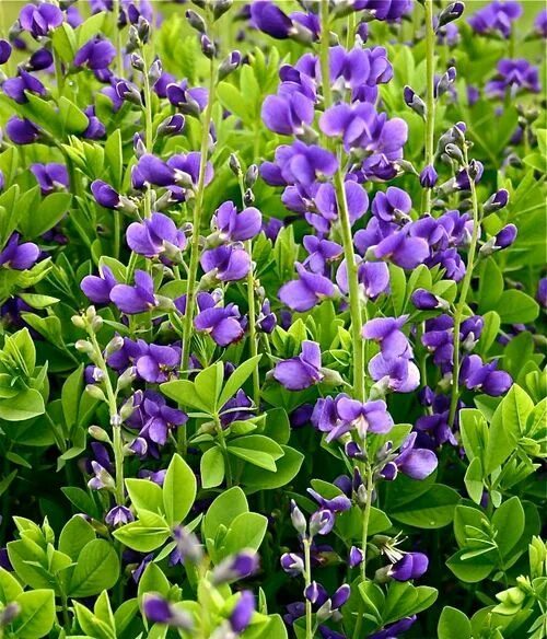 Растение индиго как выглядит Wild False Indigo (Baptisia australis) - Baptisia is one of the most long lived 