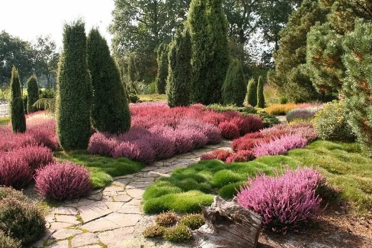 Растение используемое в ландшафтном дизайне Pin von Momotova Lina auf Landscape design Heidegarten, Garten bepflanzen, Heide