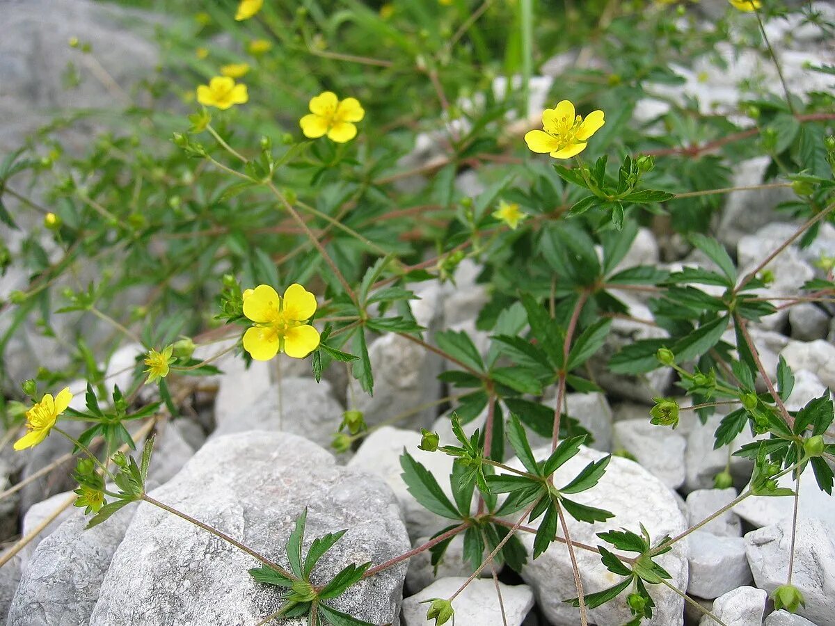 Растение калган как выглядит и где растет Файл:Potentilla erecta01.jpg - Вікіпедыя