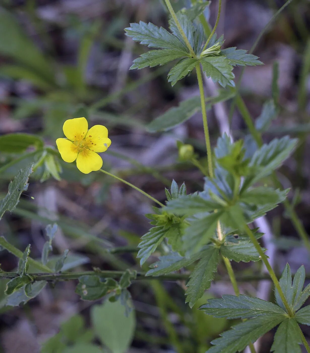 Растение калган как выглядит и где растет Potentilla erecta - Image of an specimen - Plantarium