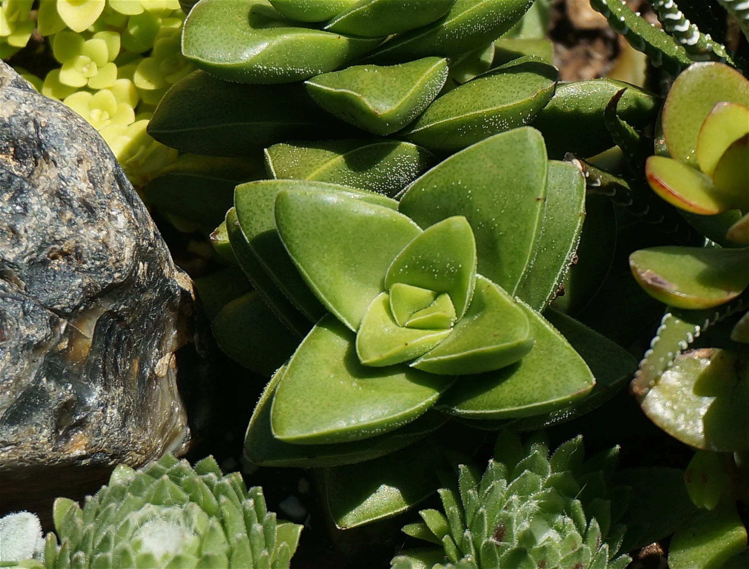 Растение камень фото Free Images : nature, rock, leaf, flower, decoration, green, botany, succulent, 