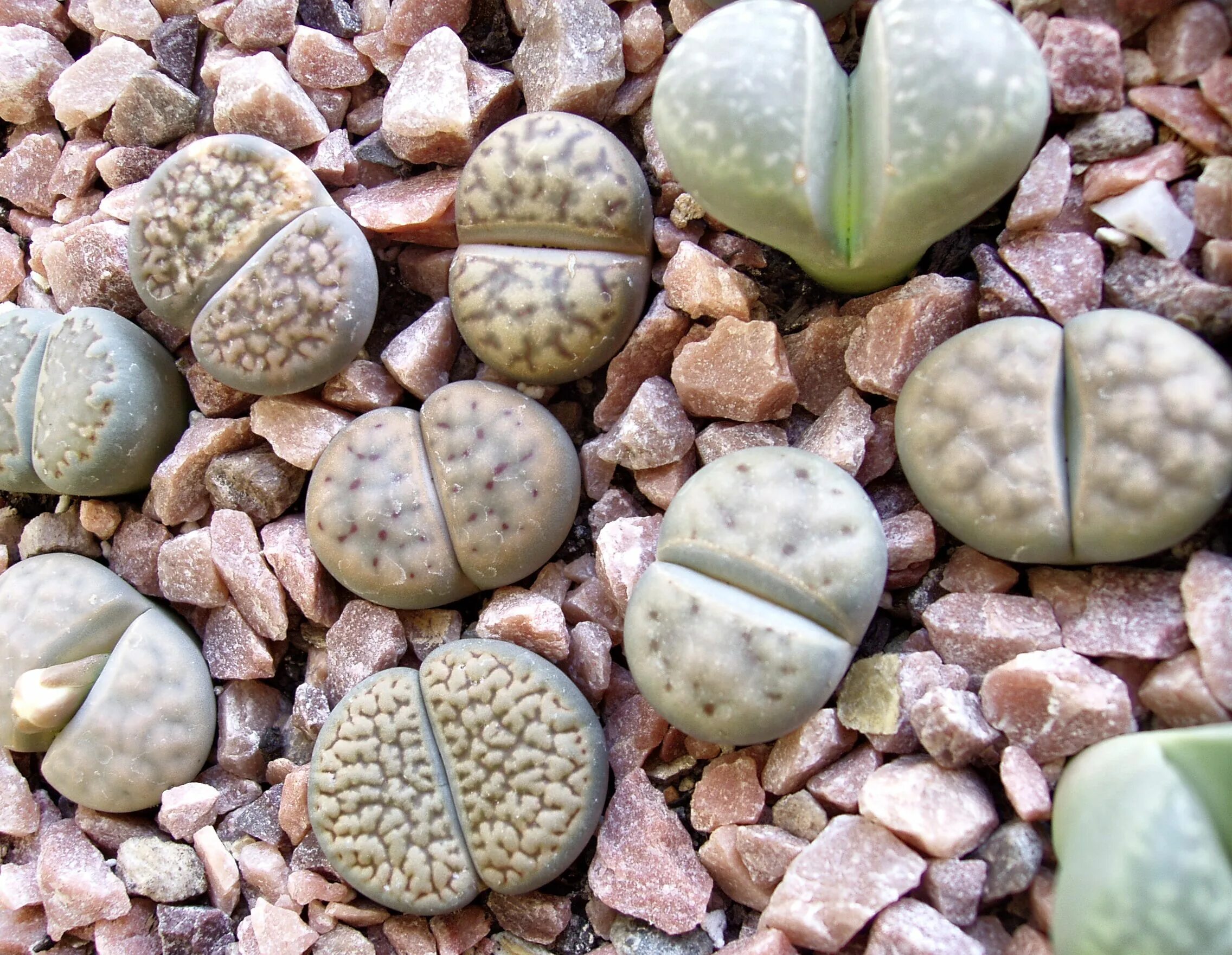 Растение камень фото LITHOPS - Shop Купить литопсы, уход за литопсами, литопсы фото. литопсы и другие