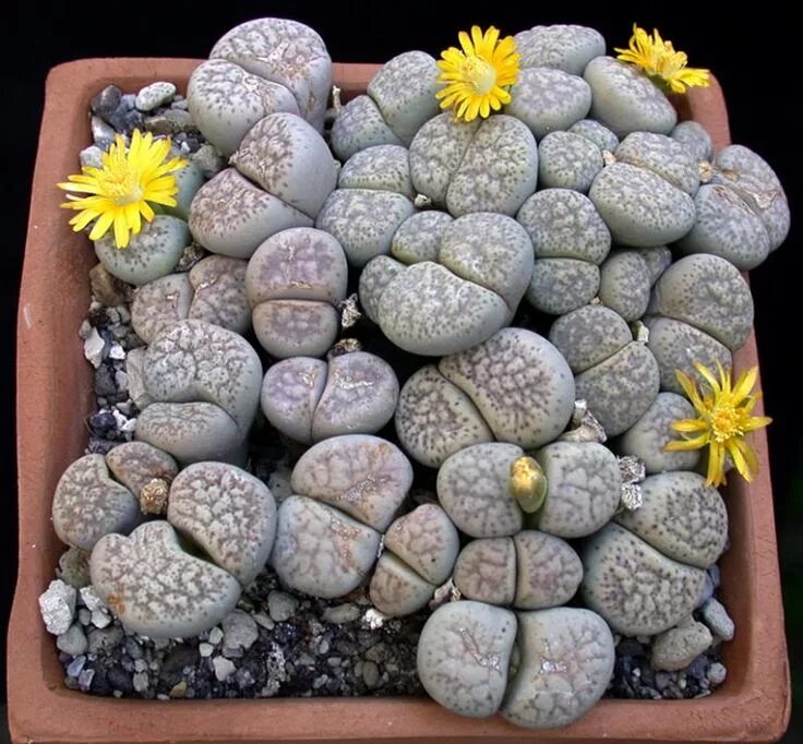 Растение камень фото Living Stones - Lithops Lithops succulents, Succulent seeds, Succulent gardening