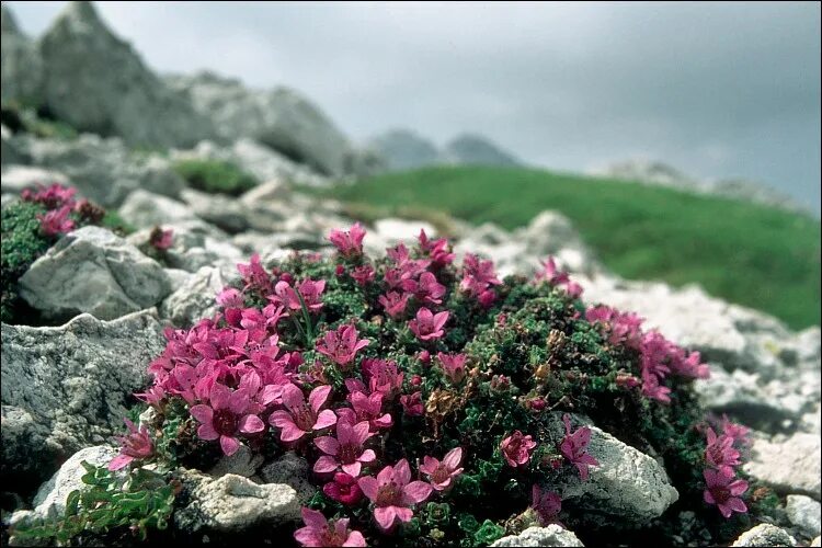 Растение камень фото CalPhotos: Saxifraga oppositifolia; Purple Saxifrage