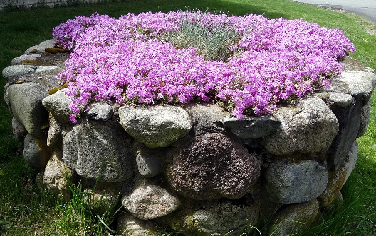 Растение камень фото Image Phlox Flowers stone Many