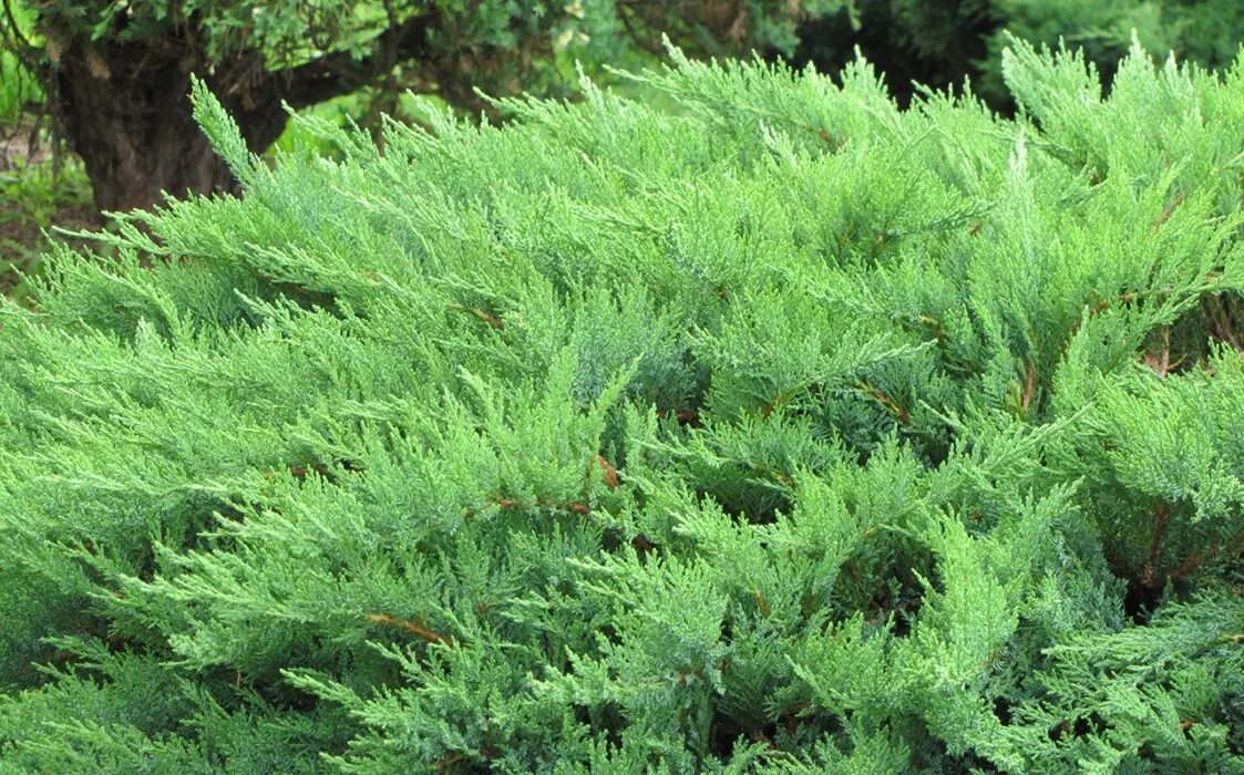 Растение казацкий можжевельник фото Можжевельник казацкий "Мас" (Juniperus sabina "Mas") купить в Новосибирске - Кал