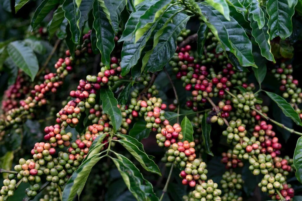 Растение кофе арабика фото Easy To Grow Gorgeous To Smell Lovely To Look At Let A Coffea Coffee Plant Into 