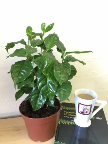 Растение кофе арабика фото 1 Arabica Coffee Plant Tree in Pot Indoor house Garden Grow Your Own Coffea Bean