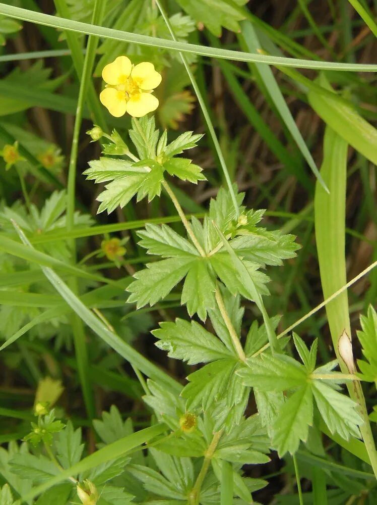 Растение колганов корень как выглядит Potentilla erecta - Image of an specimen - Plantarium