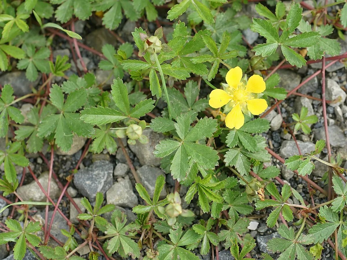 Растение колганов корень как выглядит File:Potentilla reptans (plant).jpg - Wikipedia