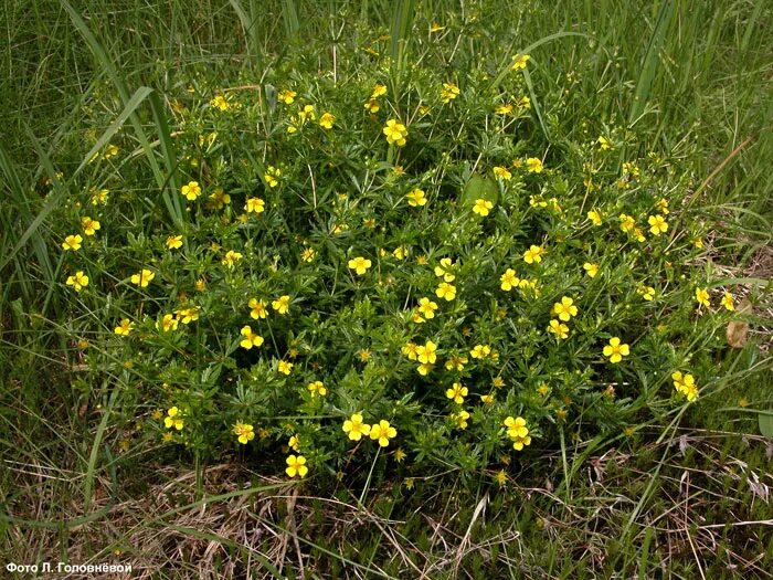 Растение колганов корень как выглядит Potentilla erecta (L.) Raeusch. - Лапчатка прямостоячая, калган